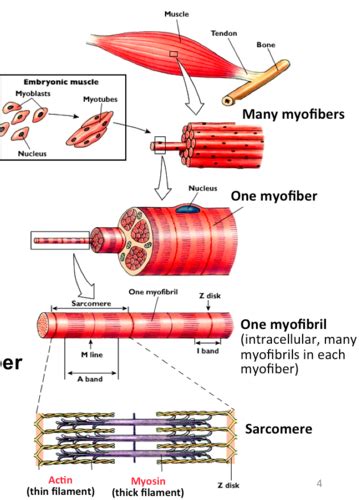 Myofibers