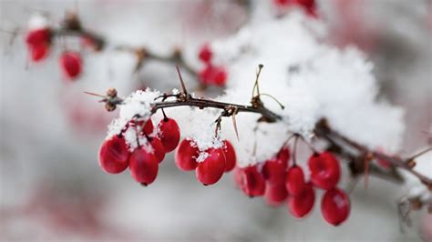 February Gardening Chores: 29 of the Best, Most Helpful Tips