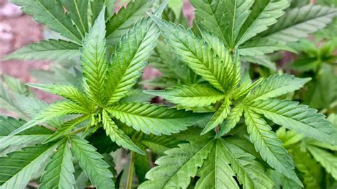 100 Pflanzen Polizei findet große Cannabis Plantage in Melle NOZ