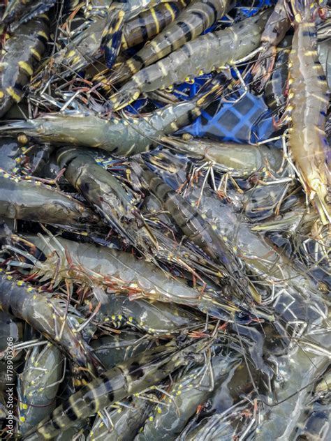 Harvesting tiger prawns form commercial prawn farm Stock Photo | Adobe ...