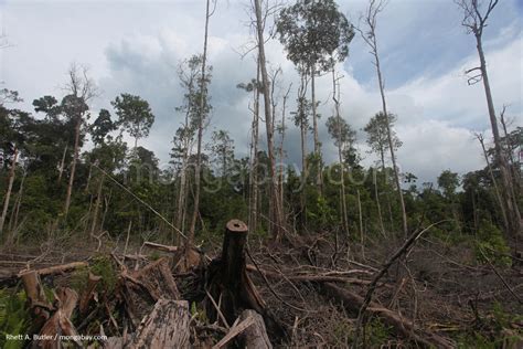 La Selva Húmeda del Indonesia: Destrucción de la turba del bosque en ...