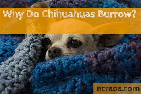 Why Do Chihuahuas Burrow? | NCRAOA
