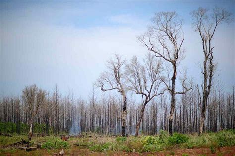 La Forestal Arauco El Monocultivo De Rboles Y El Pueblo Mbya Guaran