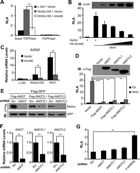 The Amotl Gene Inhibits Wnt Catenin Signaling And Regulates