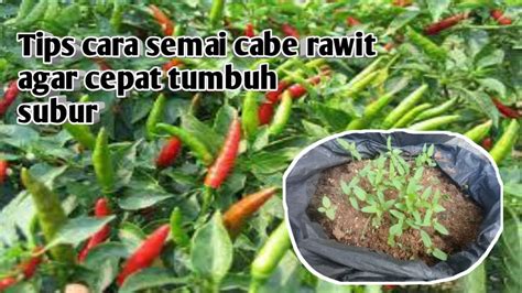 Cara Menyemai Bibit Cabe Rawit Agar Cepat Tumbuh Subur Semai Cabe