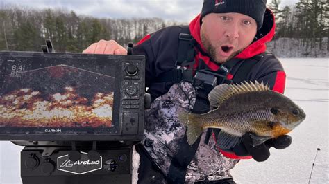 Jigging Up Big Bluegills In Shallow Weeds Using LIVESCOPE LVS34 YouTube