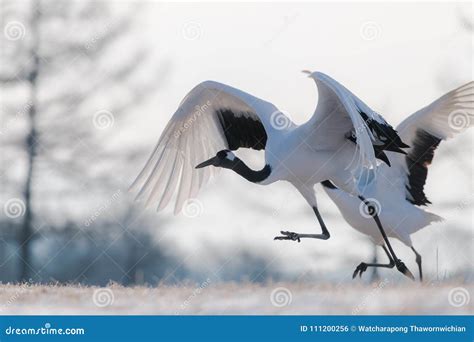 Red Crowned Crane Bird Stock Photo Image Of Background 111200256