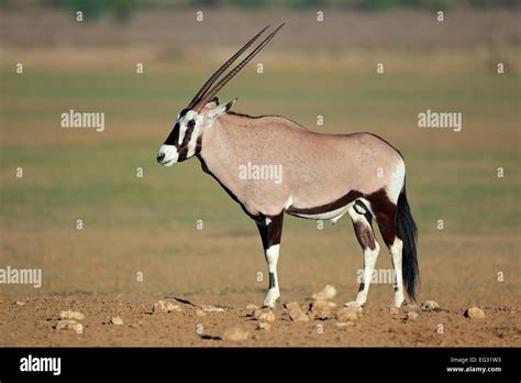gemsbok antelope oryx gazella kalahari desert south africa stock