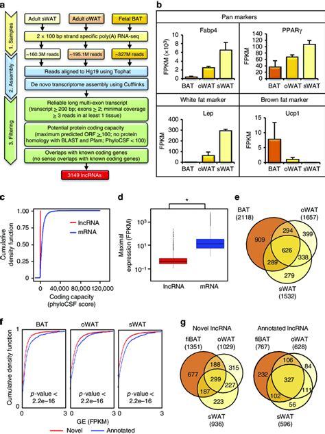 Generation And Characterization Of Human Adipose Lncrna A