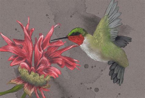 Pastel Hummingbird Skillshare Student Project