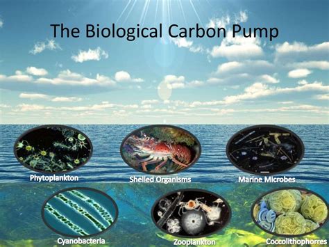 Ocean Biological Pump