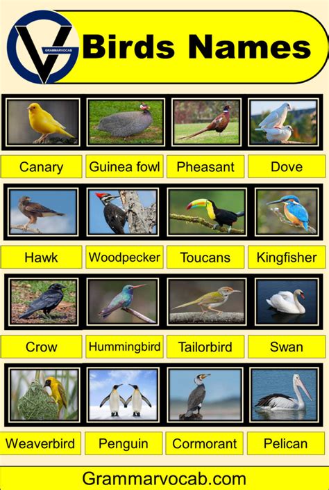 Birds Pictures With Names Infoupdate Org