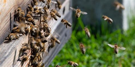 Acht Völker Entführt Polizei Sucht Dreiste Bienenstock Diebe Mopo