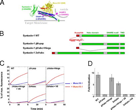 Syntaxin N Terminal Peptide Motif Is An Initiation Factor For The