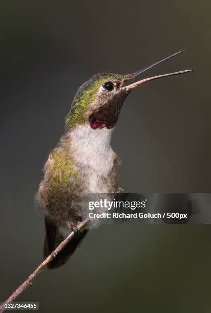 Colorado Hummingbirds Photos and Premium High Res Pictures - Getty Images