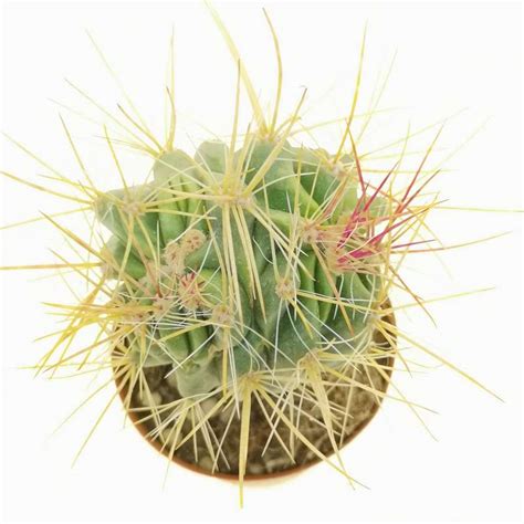 Ferocactus Stainesii F Crestata Dicotomica 7 5 Cm Cactaceae