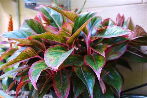 Aglaonema Creta Karl Gercens Flickr