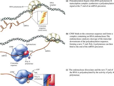 Antibiotics Bind To Rna Polymerase And