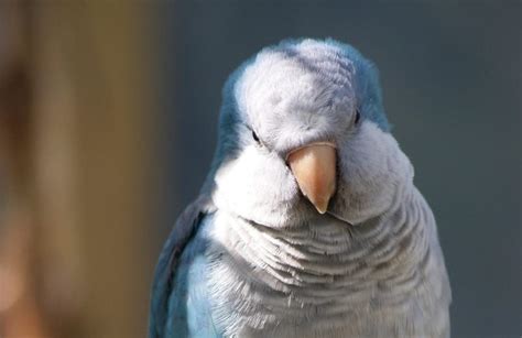 What is the lifespan of a quaker parrot? - Psittacology