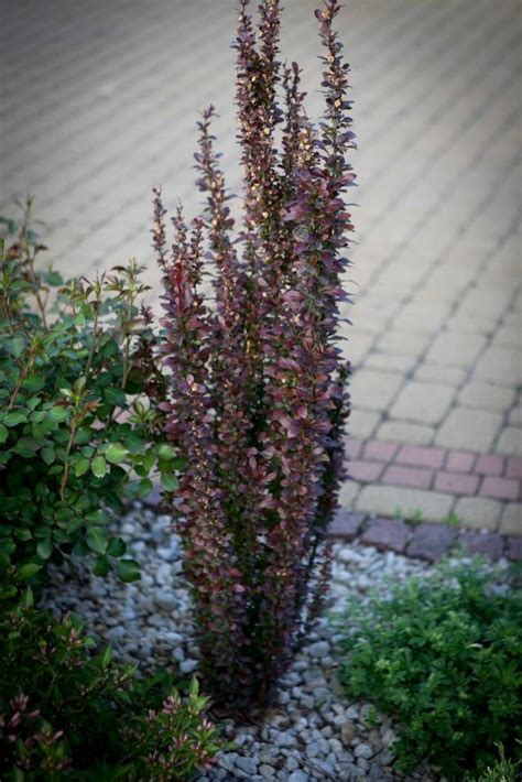 Berberys Thunberga Helmond Pillar · Berberis Thunbergii Planting Shrubs Memorial Garden