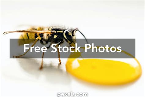 Honey Bee Asmr Eating Photos, Download The BEST Free Honey Bee Asmr Eating Stock Photos & HD Images