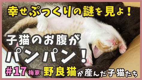 17 母猫との再会で子猫のお腹が爆発！といってもひと晩離れただけなんだけどね汗。【梅家・子猫の誕生から成長まで】kitten Youtube