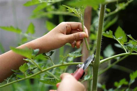 Tomato Plant Care A Complete Guide For Gardeners Minneopa Orchards