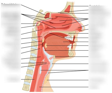 Upper Respiratory Tract Diagram Quizlet