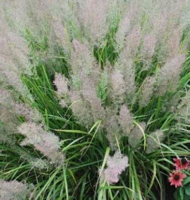 Calamagrostis Brachytrica Flora Vivaio Online Bologna