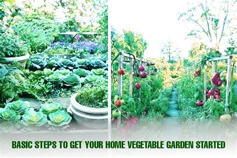 Vegetable Gardening For Beginners The Basics Of Planting Basic