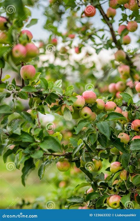 Organic Apples Hanging From A Tree Branch Stock Photo Image Of