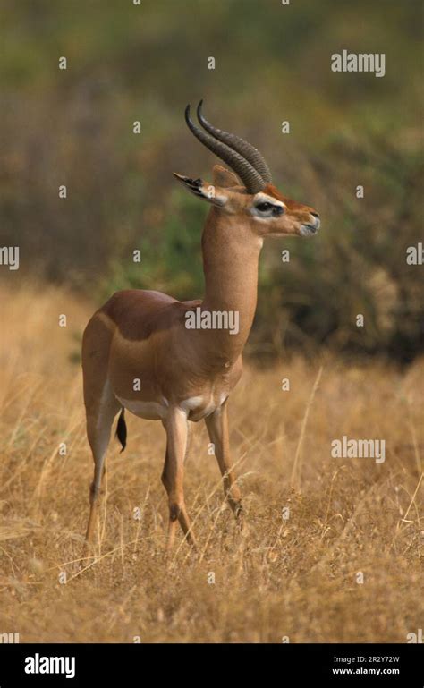Giraffe Gazelle Gerenuks Litocranius Walleri Gerenuk Gerenuks