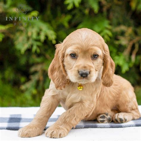 Cocker Spaniel Puppies For Sale • Adopt Your Puppy Today • Infinity Pups