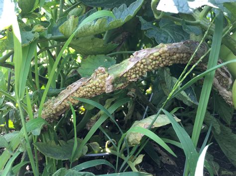 diagnosis - Tomato Plant Stalk Appears Diseased - Gardening ...