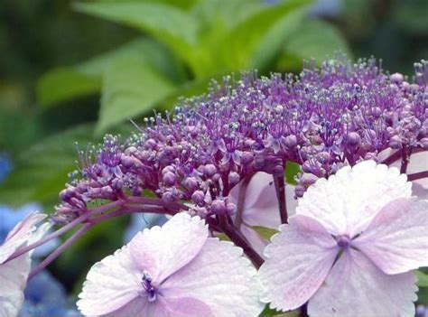 Érdeslevelü Hortenzia Hydrangea Aspera Velvet and La