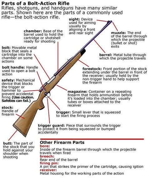 parts of a bolt-action rifle Diagram | Quizlet