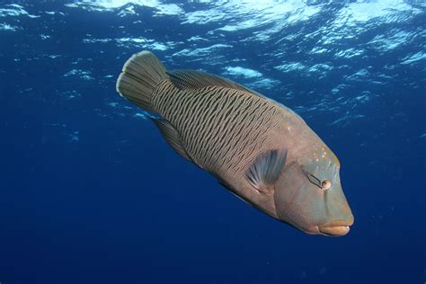 Humphead Wrasse Habitat