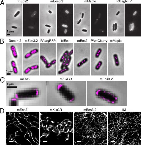 Characterization And Development Of Photoactivatable Fluorescent