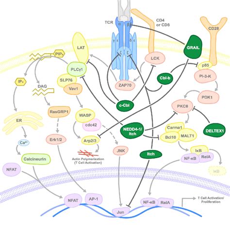 Mode Of Inhibition Of T Cell Activation By E3 Ubiquitin Ligases E3 Download Scientific Diagram