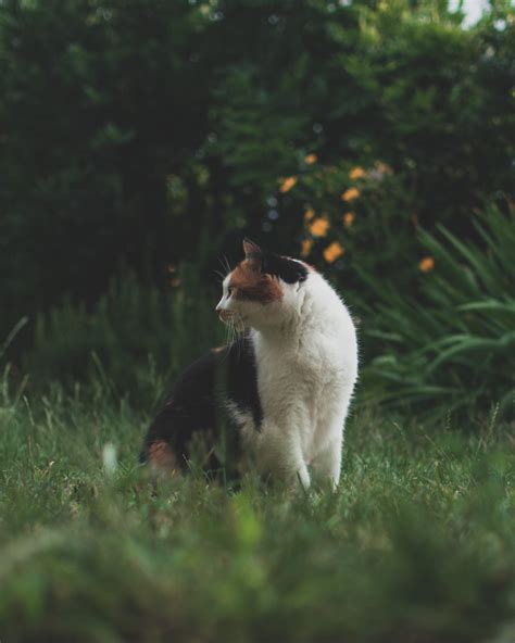 How to Keep Cats Out of Your Yard - Lawnstarter