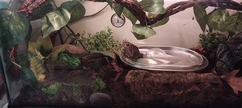 New tank setup! : r/Toads