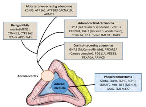 Adrenal Incidentaloma Endotext Ncbi Bookshelf