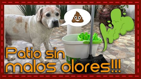 Secretos de limpieza Cómo deshacerte del olor de orina y pipí de perro