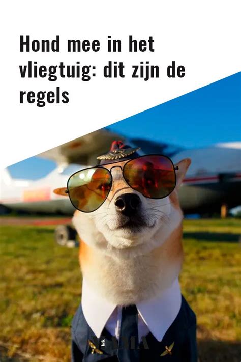 Hond Mee In Het Vliegtuig Dit Zijn De Regels Artofit