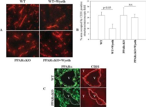 Wy 14643 Inhibits In Vivo Tumor Angiogenesis In Wild Type Mice Only A