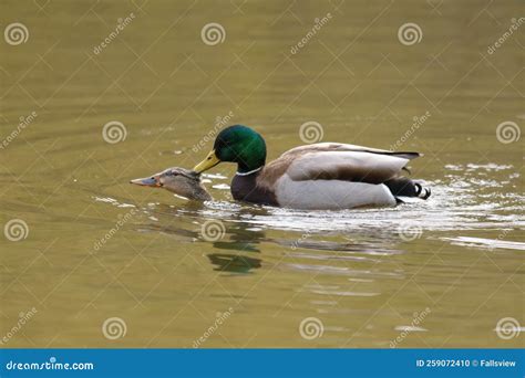 Mallard Mating In The Water Stock Photo Cartoondealer