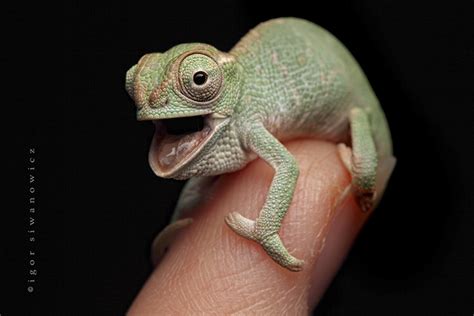 10+ Chameleon Babies That Will Make You Fall In Love With Lizards ...