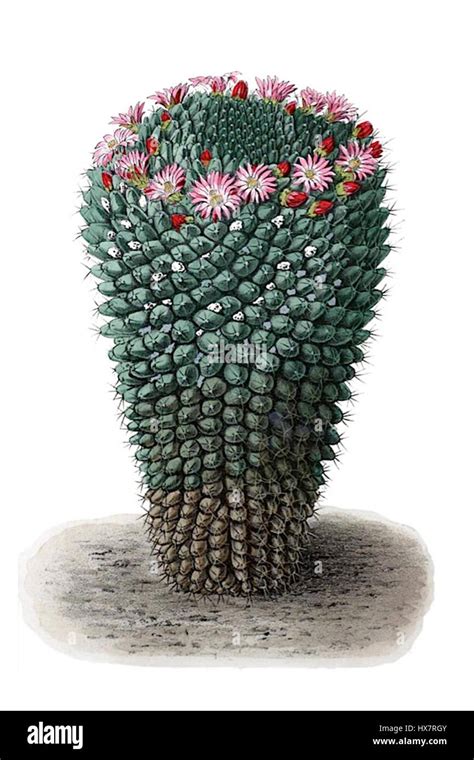 Mammillaria Carnea Pm Stock Photo Alamy