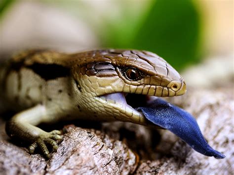 Blue Tongue Lizard, Australia