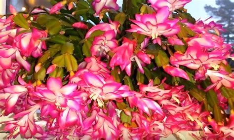 Christmas Cactus Care Guide Growing Stunning Schlumbergera Indoors Hi Spring